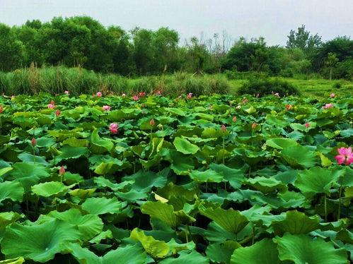 钓鱼假饵料爆料视频播放,独家爆料视频带你领略假饵料的魅力  第3张