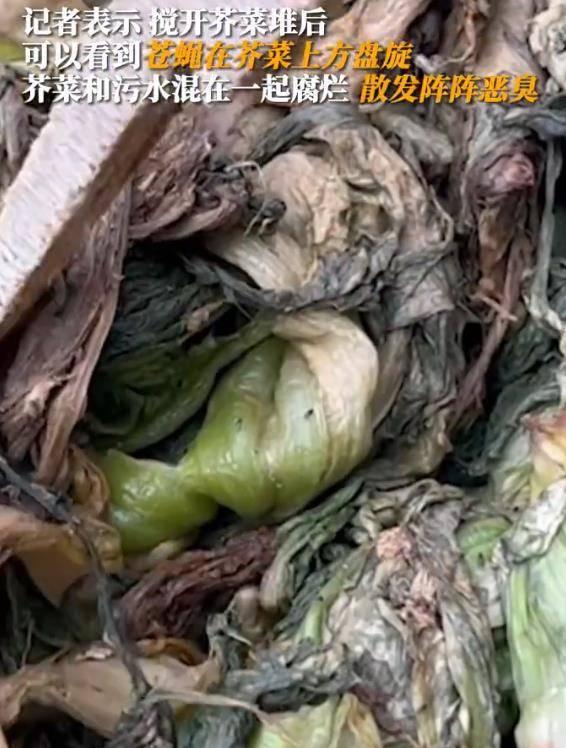 香港橄榄菜爆料视频下载,揭秘幕后真相